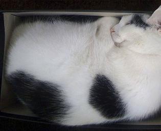 Poes